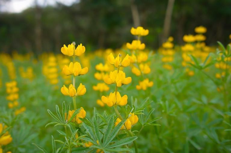 lupinus.jpg