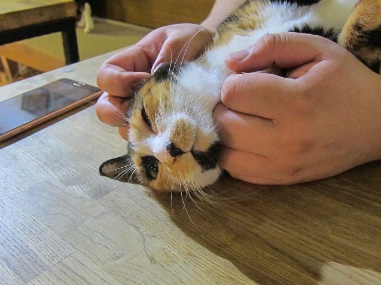 meow-bar.jpg