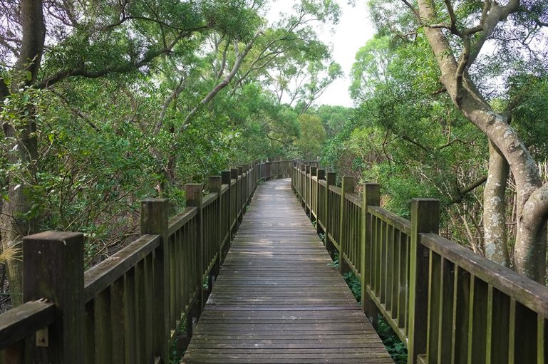 紅樹林自然步道、淡水黃金海岸